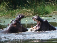 Luxury self-catering accommodation in Kruger Park Lodge, Hazyview